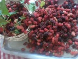 buah Mulberry 